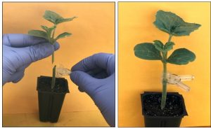 A scientist splice grafts young green watermelon seedlings.