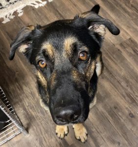 Close-up of a dog's face looking at the camera.