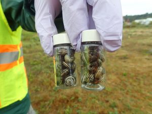Closeup of a gloved hand holding two glass vials full of snail shells.