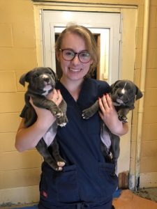 A woman in medical scrubs holds two adorable small puppies, one in each hand.