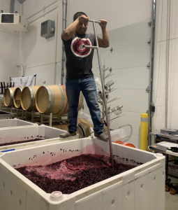 A man with a grey WSU t-shirt crushes dark purple grapes from atop a large white container.