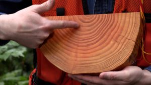 Tree rings