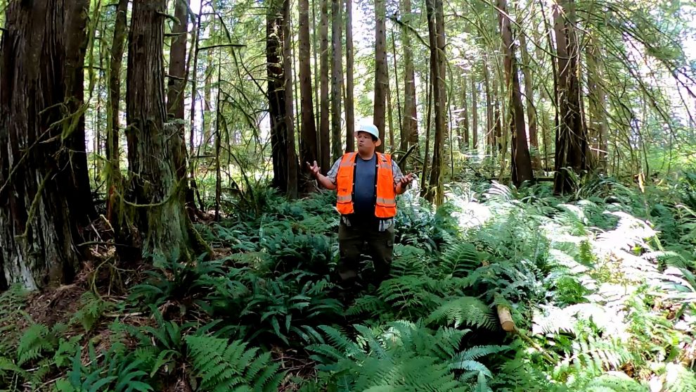 National awards honor Extension Forestry team’s online education