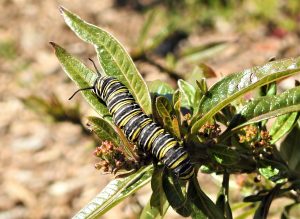 A caterpillar with black, white, and yellow rings sits on leaves.