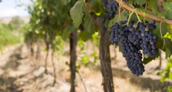 Dark purple wine grapes hang on a bright green vineyard vine in the sun along a dirt trench.