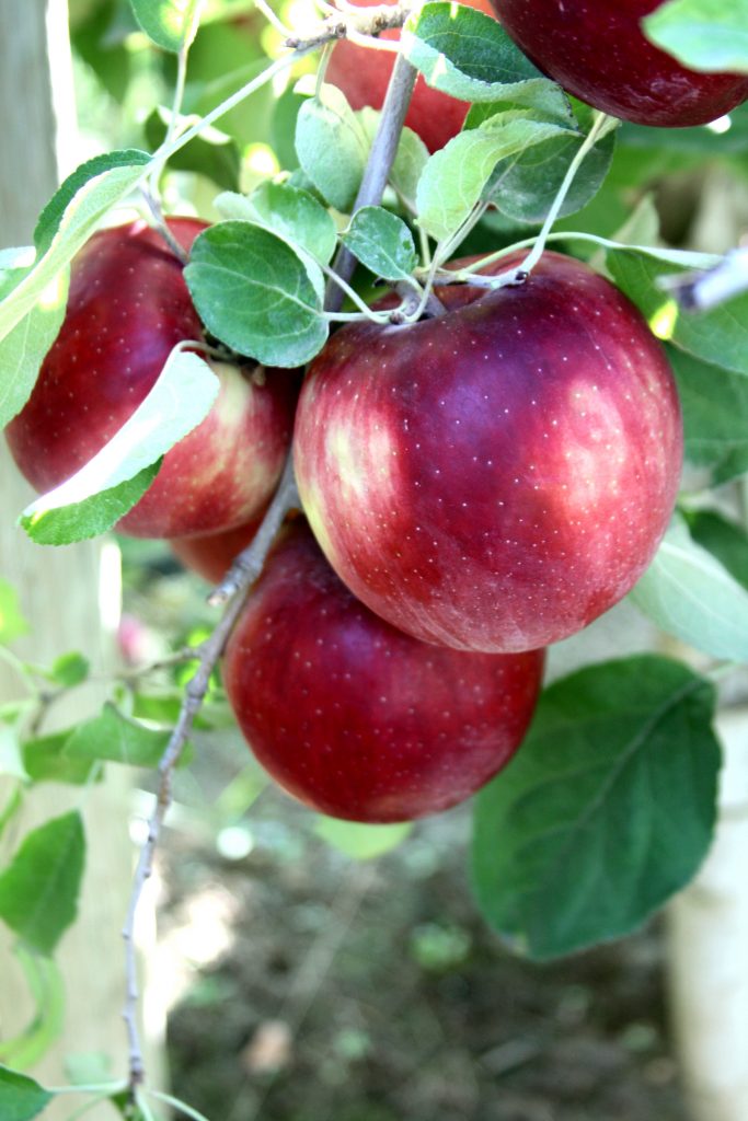 Red apples