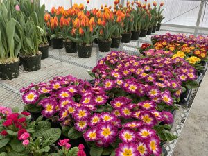 A table full of purple and yellow flowers, with a table of orange tulips in the background.