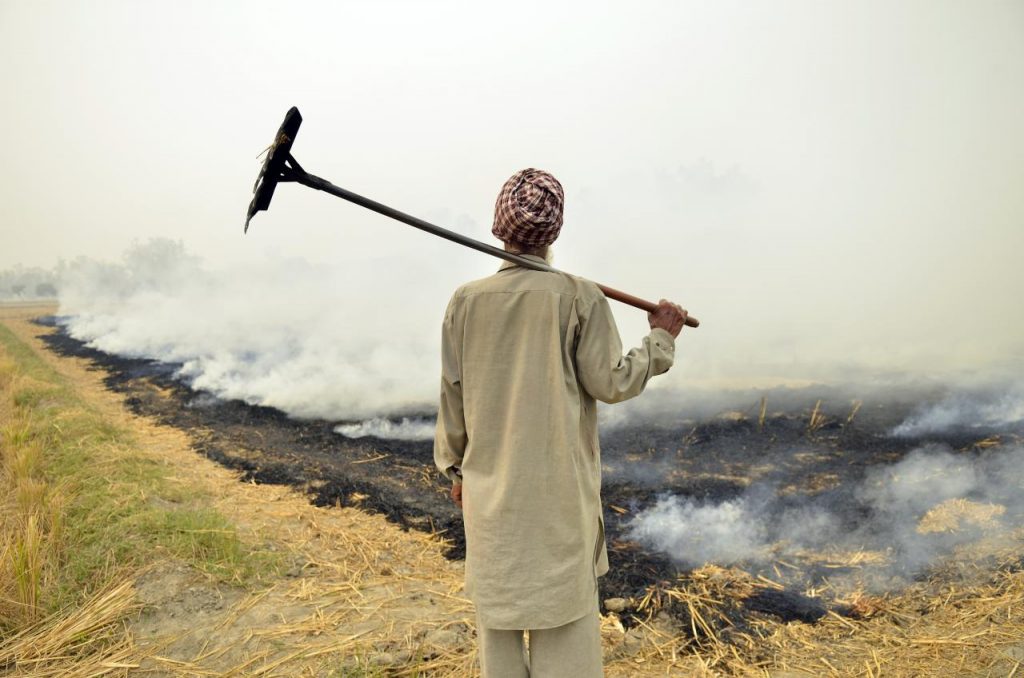 Farmer burning crop residue