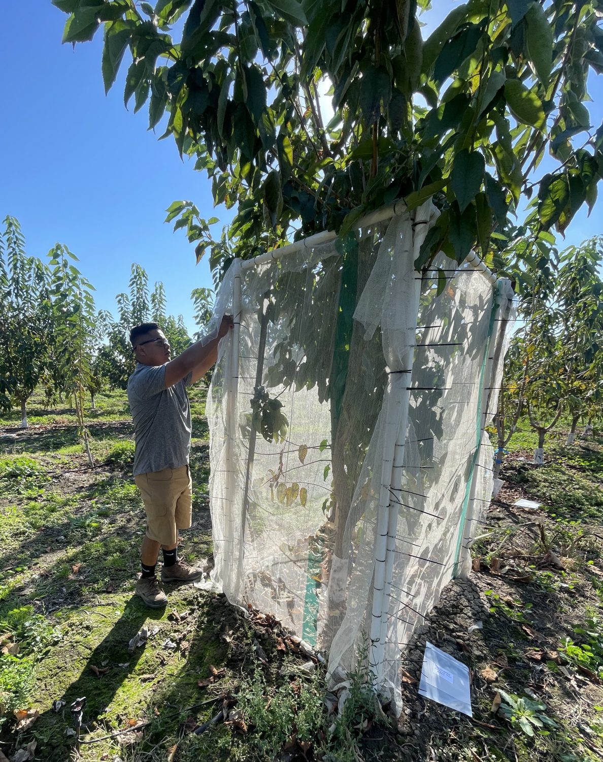 WSU IAREC intern to spend year exploring the science behind agriculture