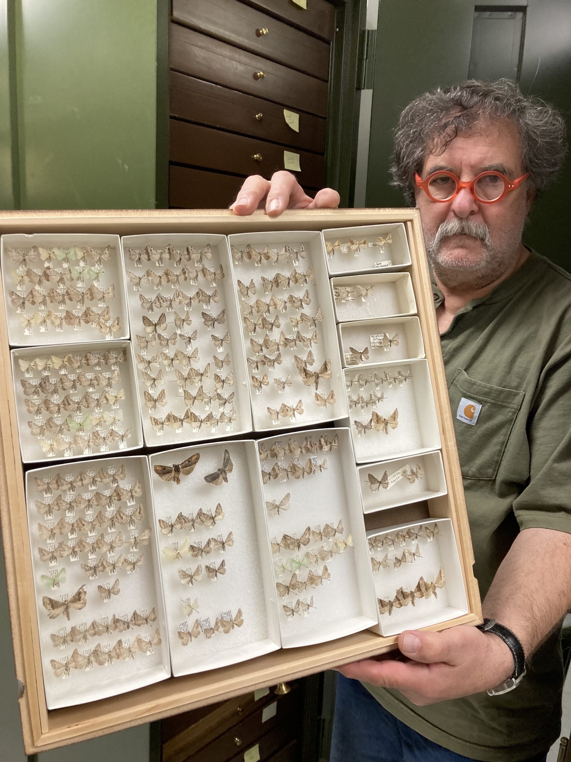 Wsu Insect Collection White witches, vanished specimens, living gems: Look inside WSU’s ...