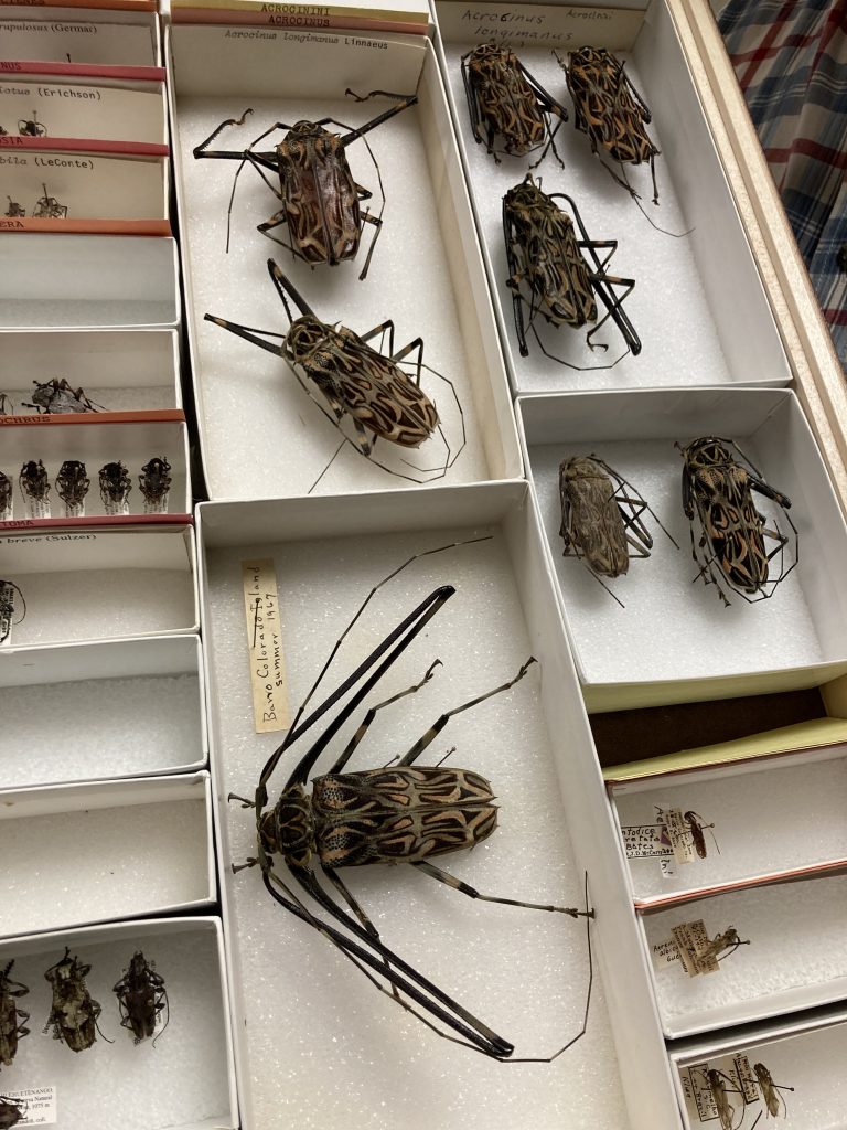 White witches, vanished specimens, living gems: Look inside WSU’s ...