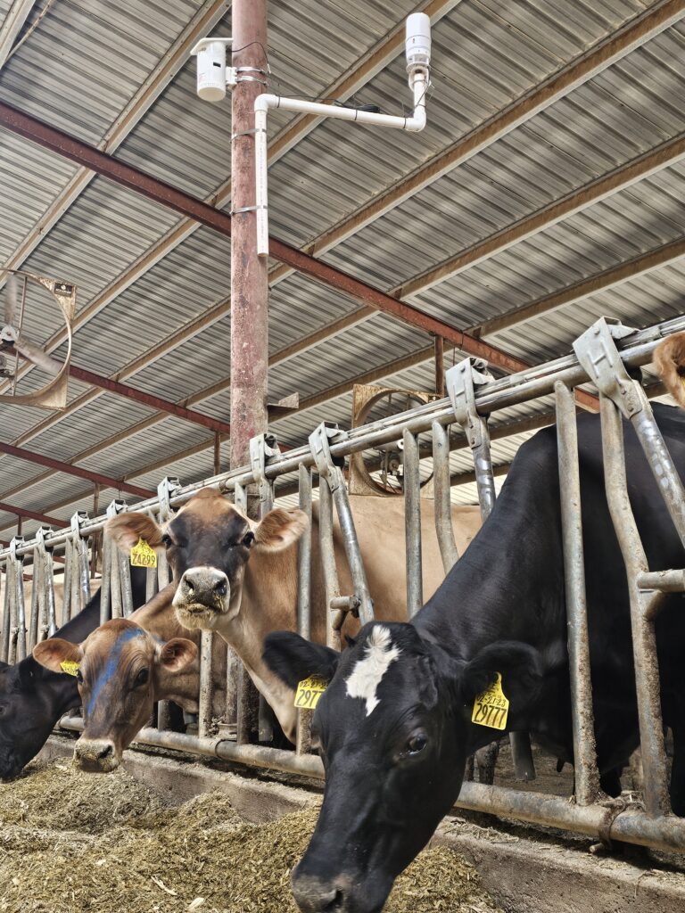 Cattle feeding with sensors