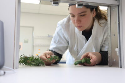 Macedo, handling small fir cuttings