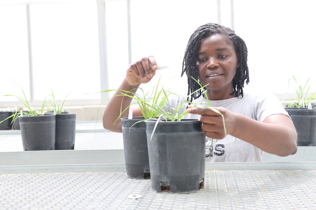 Fon with Italian ryegrass