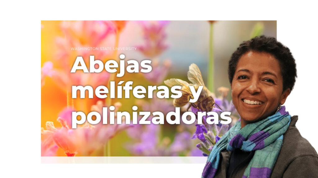 Abejas website and translator
