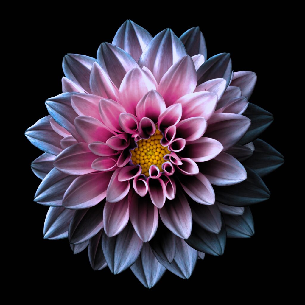white/pink dahlia with yellow center on black background