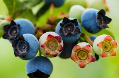 Ripening blueberry on the bush.