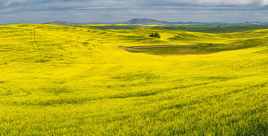 Yellow plants growing in a large rolling field.