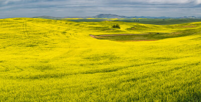 Yellow plants growing in a large rolling field.