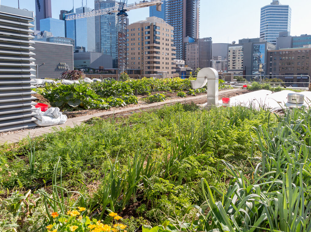 A garden in foreground on top of a roof with skyscrapers visible all around it.