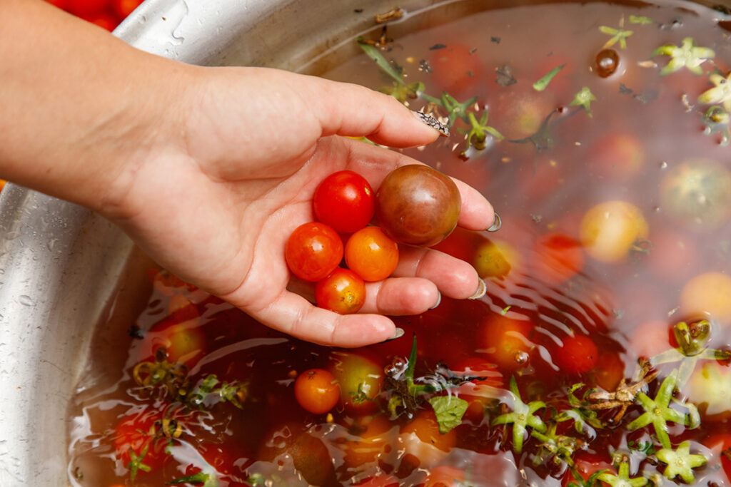 A hand holds 5 cherry tomatoes above a bowl full of cherry tomatoes and water.