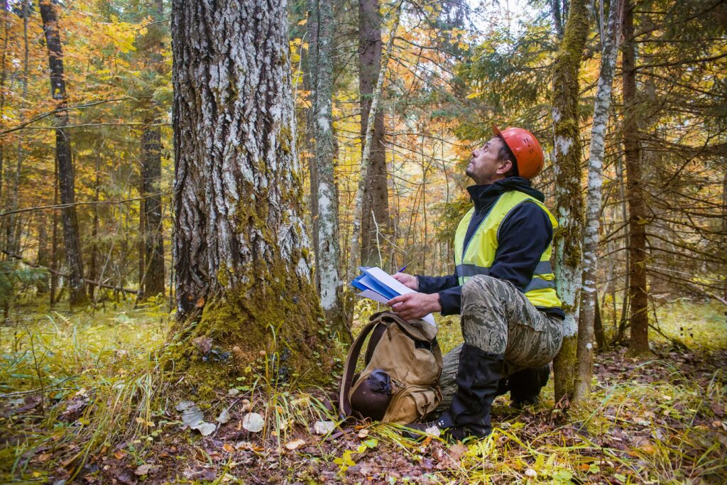Forest professional- stock photo