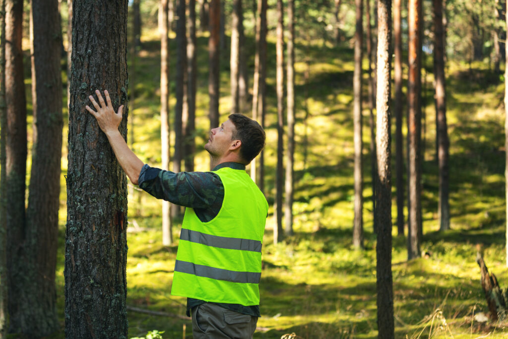 Forester scene in woods