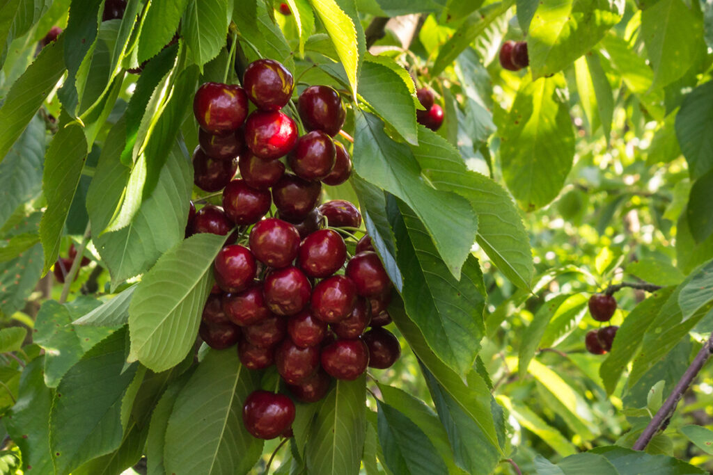 A bunch of at least a dozen dark red cherries hanging on a tree.