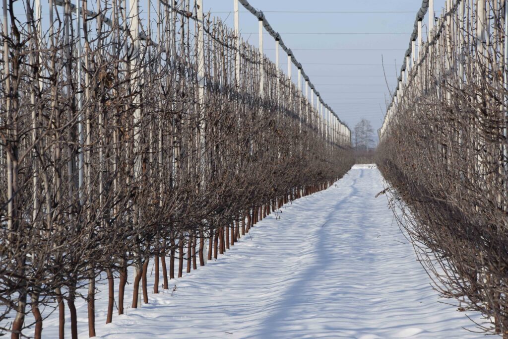 Stock photo- winter orchard