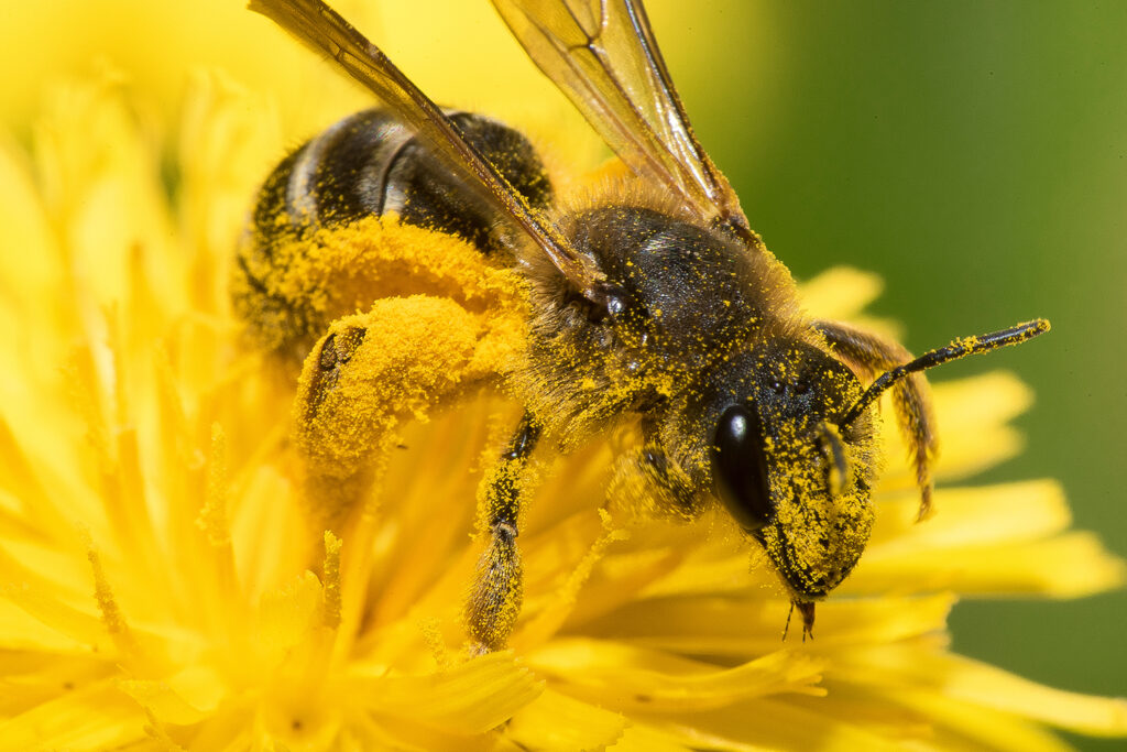 A honey bee sits on a yellow flower with her legs and head covered in small pollen particles.