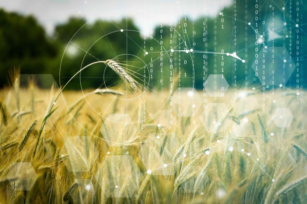 Wheat field in summer at sunset. Ripe ears of wheat on the farm during the summer harvest. Agriculture, cereals and eco concept. Selected focus. Illustration elements show circles around a grain head and vertical lines of random 1s and 0s.