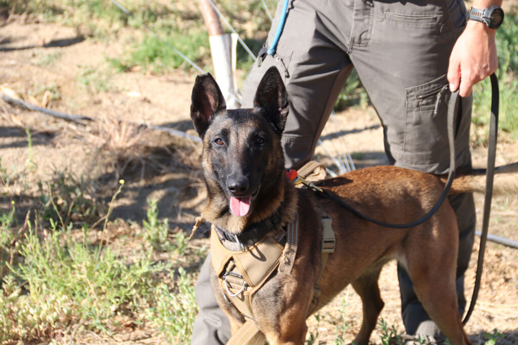 Close-up of a dog on a leash next to the legs of her handler.
