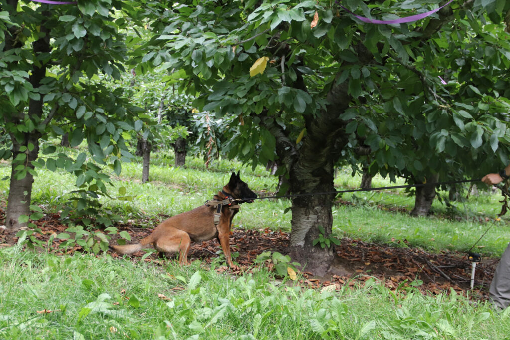 A dog on a leash sits next to a tree in an orchard. A person's hand is visible holding the other end of the leash.
