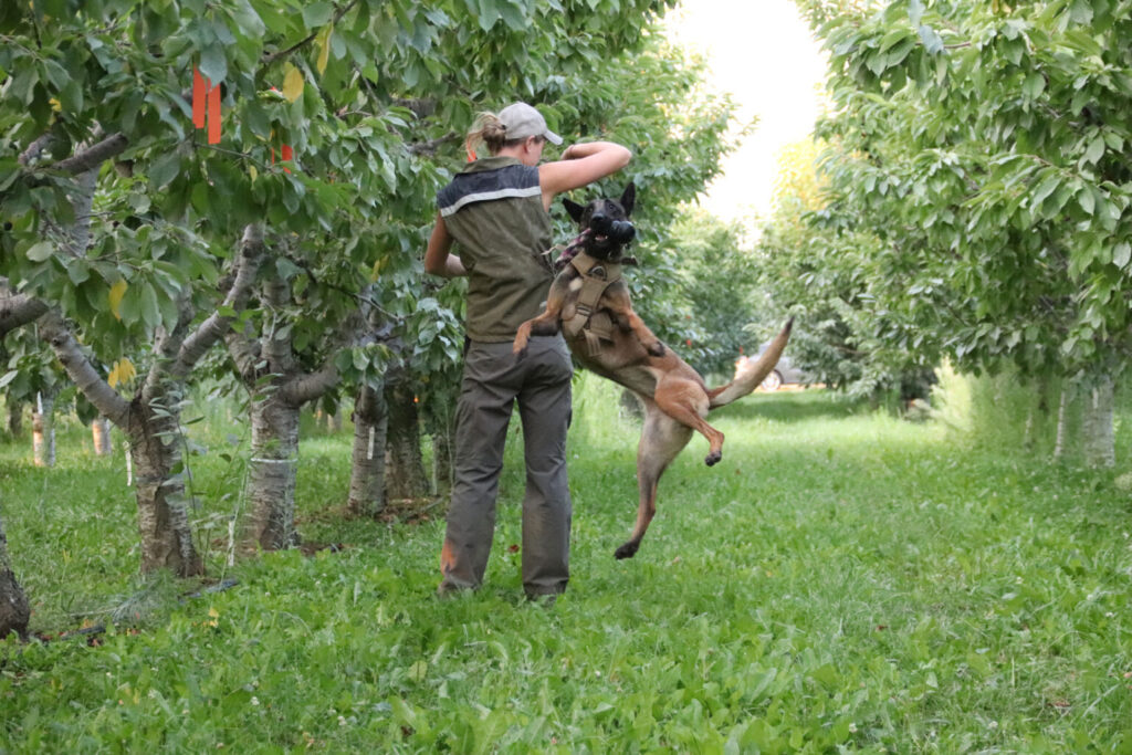 The back of a woman standing as a dog jumps near her with a toy in its mouth. The dog and the person are in a tree fruit orchard.