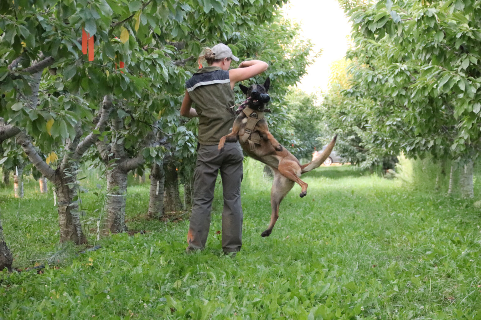 The back of a woman standing as a dog jumps near her with a toy in its mouth. The dog and the person are in a tree fruit orchard.