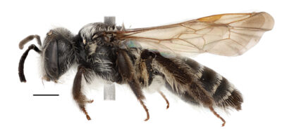 Side view close uo of bee-pinned