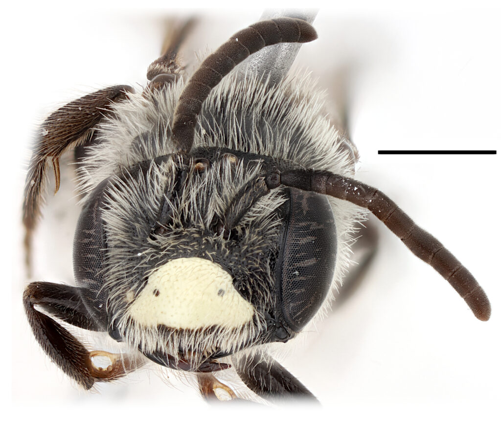 Front view of a fuzzy bee's head and antenna