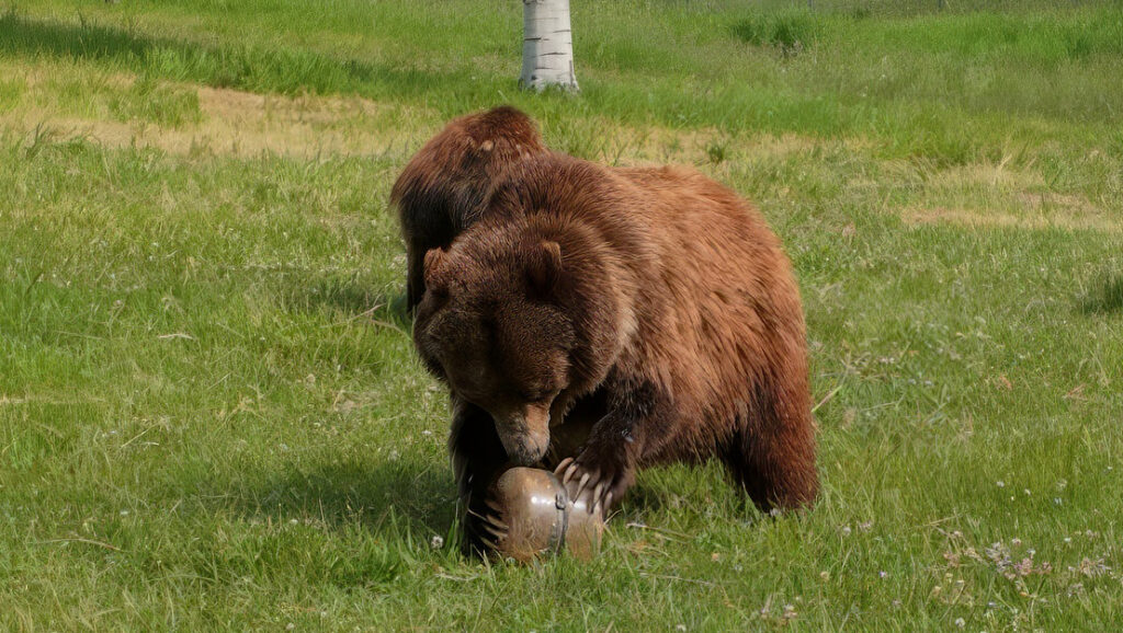A grizzly bear pushes down on a plastic cylinder in a grass field.