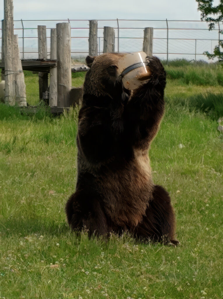 A grizzly stands on its back legs while holding a plastic canister between its front paws in front of its face.