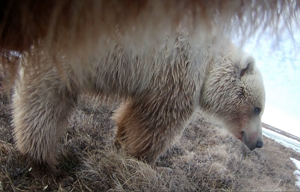 Top is extreme closeup of bear fur from underside of a bear muzzle. Another bear stands directly in front of the bear wearing the camera.