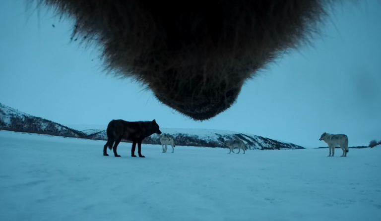 Top third is the underside of a grizzly bear's muzzle. 4 wolves stand on snow in front of the bear.