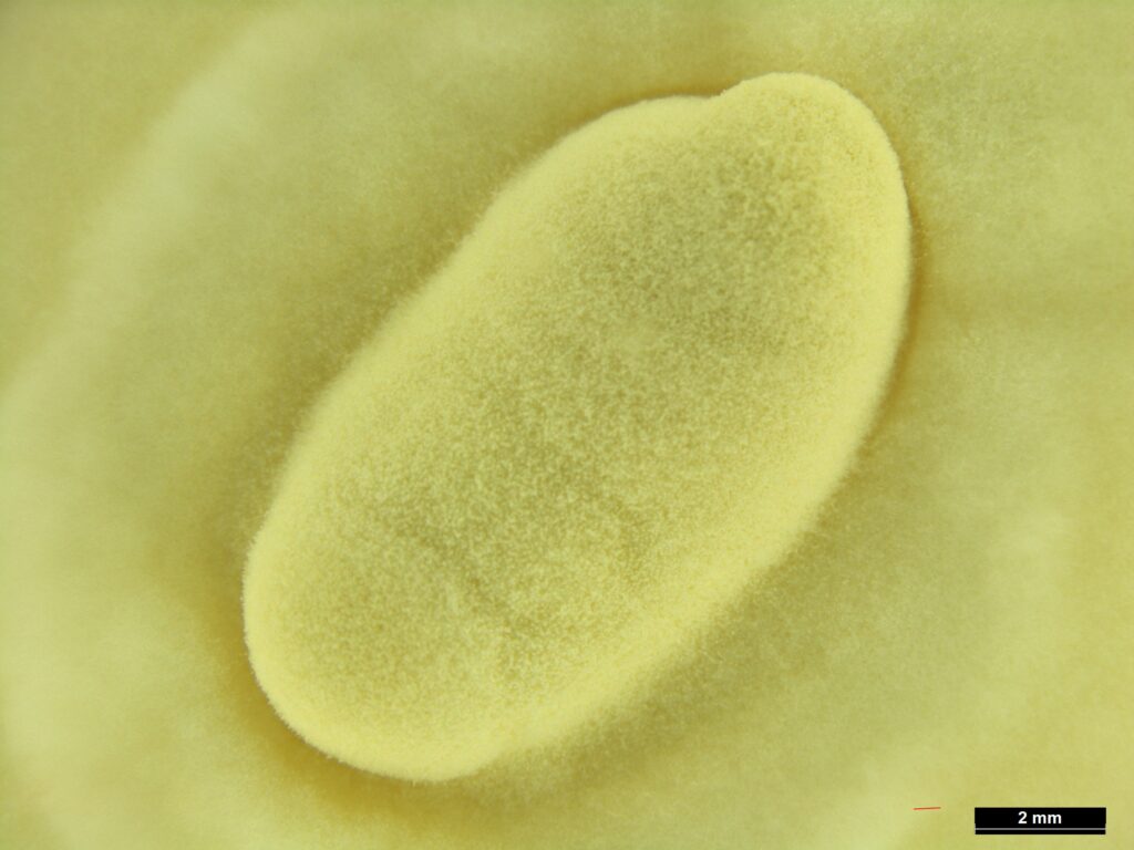 Beauvaria fungus on larvae