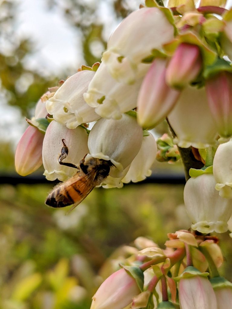 A honey bee clings upside down to the bell-shaped white blossom of a blueberry plant. The bee reaches inside to gather nectar amidst a cluster of surrounding buds and flowers.