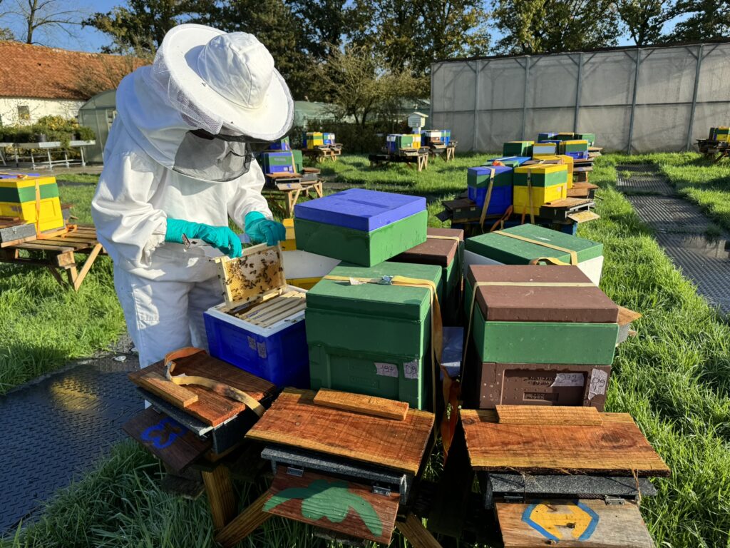 A beekeeper in a full white suit stands surrounded by over a dozen brightly colored wooden boxes.
