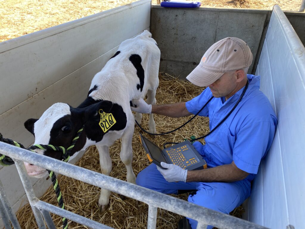A person in a baseball hat kneels next to a calf in a stall. He is recording data to an electronic device and holds an instrument up to the calf's ribs.