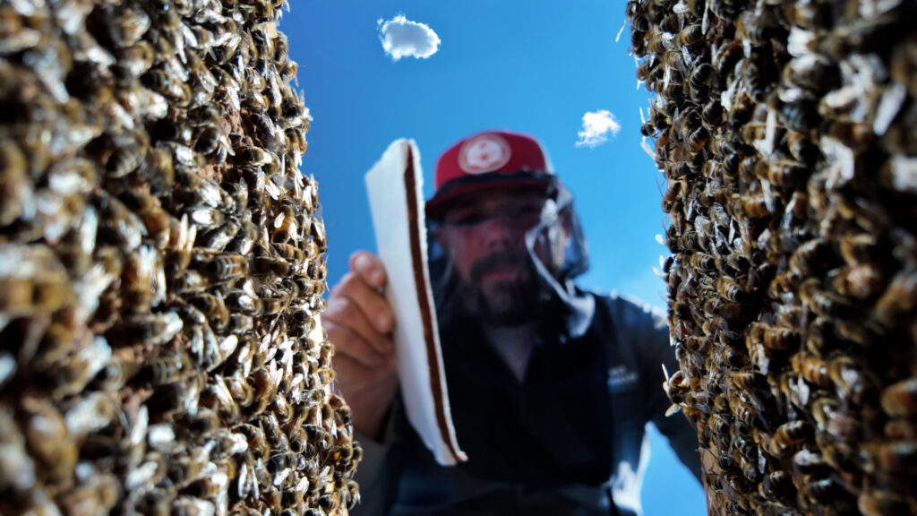 A person looks down and places a brown rectangle into the vertical sides of a honey bee colony.