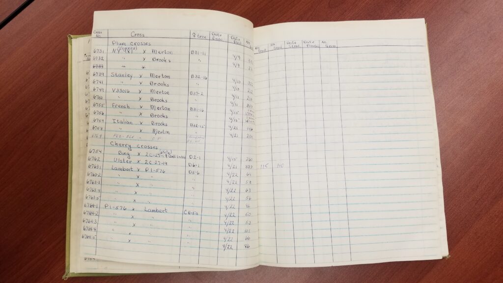 A notebook open to a page filled with different cherry varieties that were crossed together. The pages also have data spread across each row of the notebook.