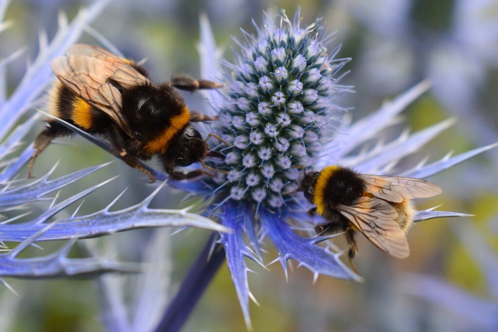 Bumblebees on thistle