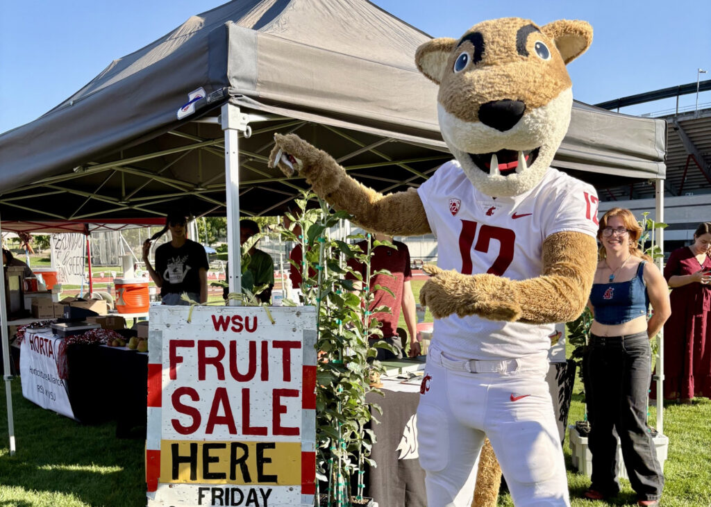 Butch, the WSU cougar mascot, poses beside a sign advertising a WSU fruit sale, with market booths and shoppers in the background.