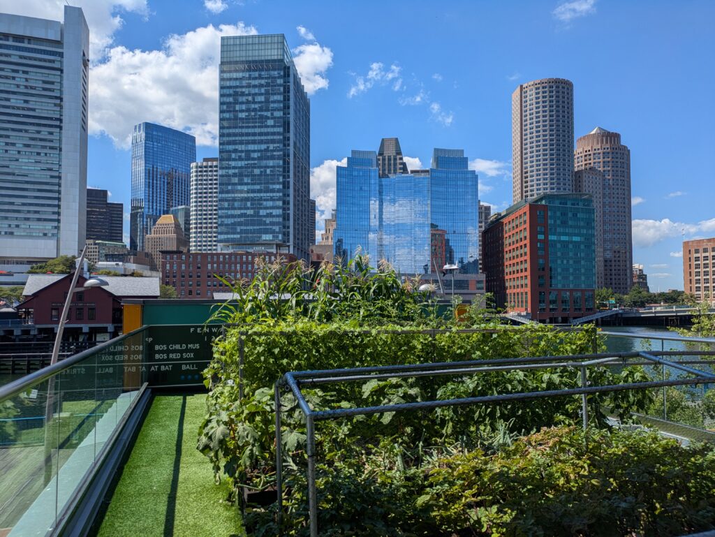 Boston skyscrapers in background, and rooftop garden in foreground.